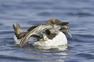 Common Murre (Uria aalge), Newfoundland