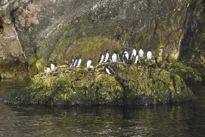 Common Murre (Uria aalge), Quebec, Canada