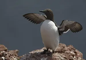 Common Murre (Uria aalge), Schleswig-Holstein