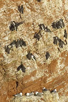 Common Murre (Uria aalge), Schleswig-Holstein