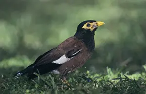 Common Myna (Acridotheres tristis)