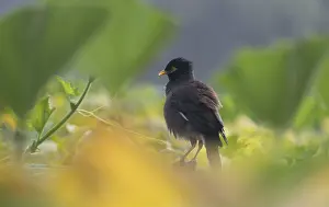 A Common Myna (Acridotheres tristis)