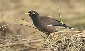 A Common Myna (Acridotheres tristis)
