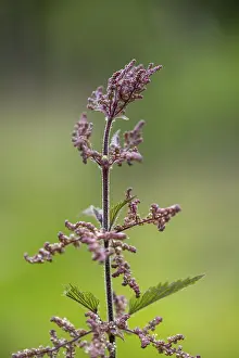 Common nettle (Urtica dioica), detail