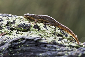 Common newt (Lissotriton vulgaris)