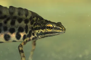Common Newt (Lissotriton vulgaris)