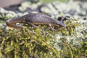 Common newt (Lissotriton vulgaris)
