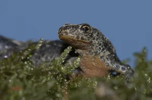 Common newt (Triturus vulgaris)