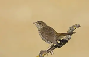 Common Nightingale (Luscinia megarhynchos)