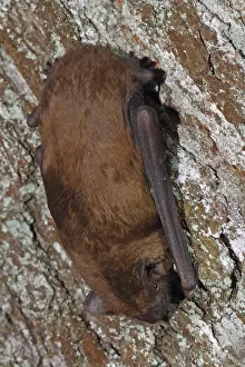 Common noctule (Nyctalus noctula)