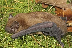Common noctule (Nyctalus noctula)