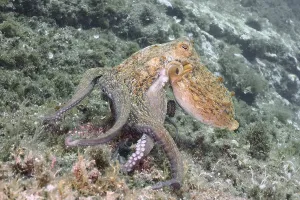Common Octopus (Octopus vulgaris)