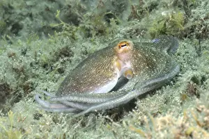 Common Octopus (Octopus vulgaris)