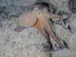 Common Octopus (Octopus vulgaris)