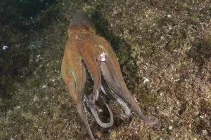 A Common Octopus (Octopus vulgaris)