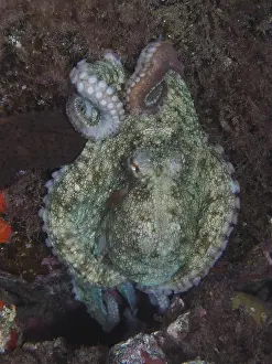 Common Octopus (Octopus vulgaris)