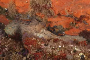 A Common Octopus (Octopus vulgaris) camouflages itself between colourful sea sponges under water