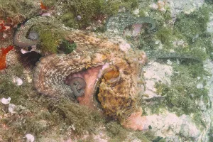 A Common Octopus (Octopus vulgaris) camouflages itself on the coral-covered seabed