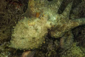Common octopus (Octopus vulgaris) Cephalopod sitting in algae meadow looking directly at viewer
