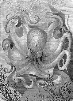 Common Octopus (Octopus vulgaris) or Common Octopus