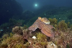 A Common Octopus (Octopus vulgaris) moves across the algae bed of the ocean