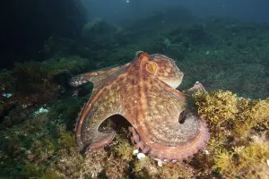A Common Octopus (Octopus vulgaris) spreads out over the algae-covered seabed in deep water