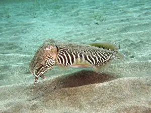 Common octopus (Sepia officinalis)