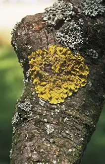 Common orange lichen (Xanthoria parietina)