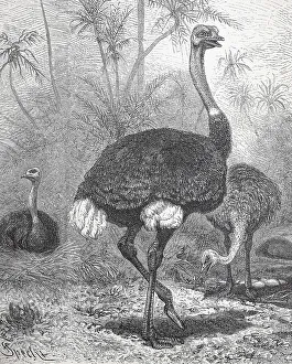 Common ostrich (Struthio camelus)