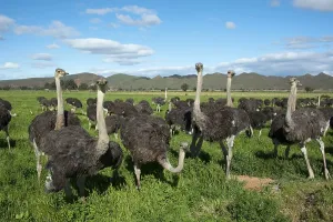Common ostrich (Struthio camelus)