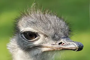 Common ostrich (Struthio camelus)