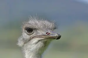 Common ostrich (Struthio camelus)