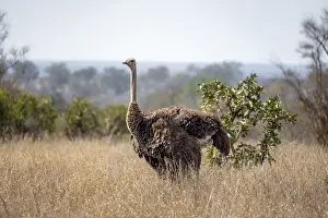 Common ostrich (Struthio camelus)