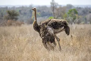 Common ostrich (Struthio camelus)