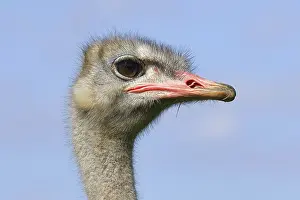 Common ostrich (Struthio camelus)
