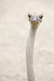 Common ostrich (Struthio camelus)