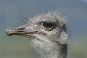Common ostrich (Struthio camelus)