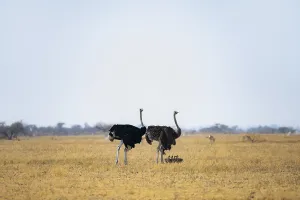 Common ostrich (Struthio camelus)