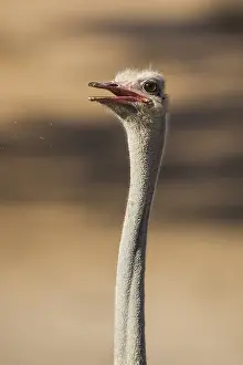 Common ostrich (Struthio camelus)