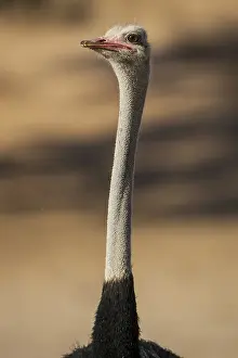 Common ostrich (Struthio camelus)