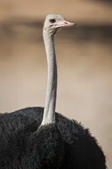 Common ostrich (Struthio camelus)