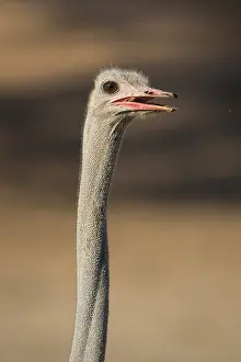 Common ostrich (Struthio camelus)