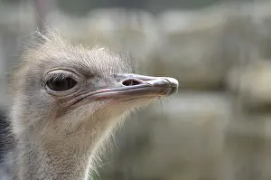 Common ostrich (struthio camelus)