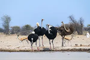 Common ostrich (Struthio camelus)