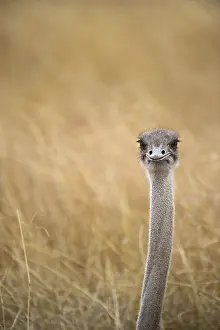 Common Ostrich (Struthio camelus)