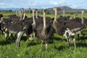 Common ostrich (Struthio camelus)