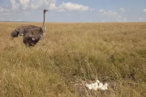 Common ostrich (Struthio camelus)