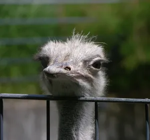 Common ostrich (Struthio camelus)