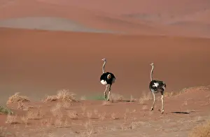 Common ostrich (Struthio camelus)