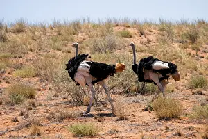 Common ostrich (Struthio camelus)